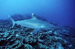 Silvertip Shark (Carcharhinus albimarginatus) Silvertip Shark (Carcharhinus albimarginatus)