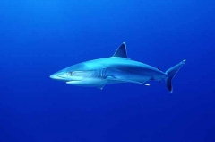 Silvertip Shark (Carcharhinus albimarginatus)
