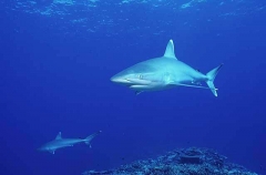 Silvertip Sharks (Carcharhinus albimarginatus)