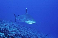 Silvertip Shark (Carcharhinus albimarginatus) Silvertip Shark (Carcharhinus albimarginatus)