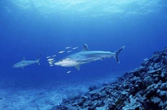 Silvertip Shark (Carcharhinus albimarginatus) Silvertip Shark (Carcharhinus albimarginatus)