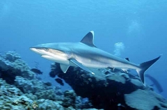 Silvertip Shark (Carcharhinus albimarginatus) Silvertip Shark (Carcharhinus albimarginatus)