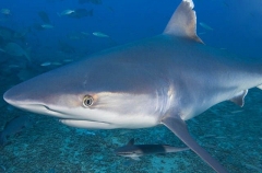 Silvertip Shark (Carcharhinus albimarginatus) Silvertip Shark (Carcharhinus albimarginatus)