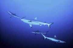 Grey Reef Sharks (Carcharhinus amblyrhynchos) Grey Reef Sharks (Carcharhinus amblyrhynchos)