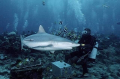 Grey Reef Shark (Carcharhinus amblyrhynchos) Grey Reef Shark (Carcharhinus amblyrhynchos)