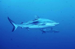 Grey Reef Shark (Carcharhinus amblyrhynchos) Grey Reef Shark (Carcharhinus amblyrhynchos)