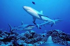 Grey Reef Sharks (Carcharhinus amblyrhynchos) Grey Reef Sharks (Carcharhinus amblyrhynchos)