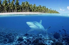 Grey Reef Shark (Carcharhinus amblyrhynchos) Grey Reef Shark (Carcharhinus amblyrhynchos)