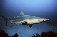 Bronze Whaler (Carcharhinus brachyurus)