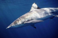 Bronze Whaler Shark (Carcharhinus brachyurus)