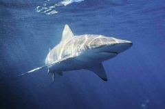 Bronze Whaler Shark (Carcharhinus brachyurus) Bronze Whaler Shark (Carcharhinus brachyurus)