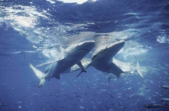 Bronze Whaler Sharks (Carcharhinus brachyurus)