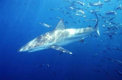 Bronze Whaler Shark (Carcharhinus brachyurus)