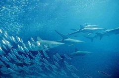 Spinner Sharks (Carcharhinus brevipinna) Spinner Sharks (Carcharhinus brevipinna)