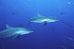 Silky Shark (Carcharhinus falciformis) Silky Shark (Carcharhinus falciformis)