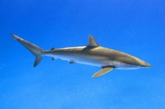 Silky Shark (Carcharhinus falciformis) Silky Shark (Carcharhinus falciformis)