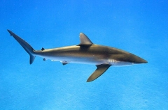Silky Shark (Carcharhinus falciformis) Silky Shark (Carcharhinus falciformis)