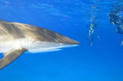 Silky Shark (Carcharhinus falciformis) Silky Shark (Carcharhinus falciformis)