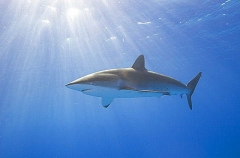 Silky Shark (Carcharhinus falciformis) Silky Shark (Carcharhinus falciformis)