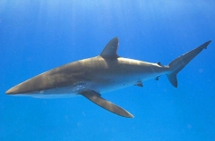Silky Shark (Carcharhinus falciformis) Silky Shark (Carcharhinus falciformis)