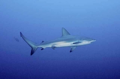 Galapagos Shark (Carcharhinus galapagensis) Galapagos Shark (Carcharhinus galapagensis)