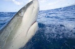 Galapagos Shark (Carcharhinus galapagensis) Galapagos Shark (Carcharhinus galapagensis)