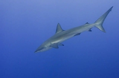 Galapagos Shark (Carcharhinus galapagensis) Galapagos Shark (Carcharhinus galapagensis)