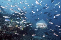 Bull Shark (Carcharhinus leucas) Bull Shark (Carcharhinus leucas)