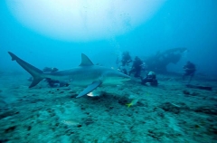 Bull Shark (Carcharhinus leucas) Bull Shark (Carcharhinus leucas)