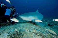 Bull Shark (Carcharhinus leucas) Bull Shark (Carcharhinus leucas)