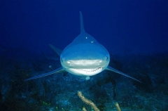 Bull Shark (Carcharhinus leucas) Bull Shark (Carcharhinus leucas)
