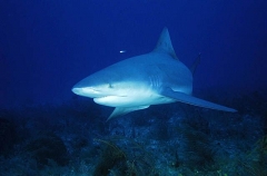 Bull Shark (Carcharhinus leucas) Bull Shark (Carcharhinus leucas)