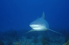 Bull Shark (Carcharhinus leucas) Bull Shark (Carcharhinus leucas)