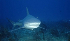 Bull Shark (Carcharhinus leucas) Bull Shark (Carcharhinus leucas)
