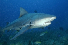 Bull Shark (Carcharhinus leucas) Bull Shark (Carcharhinus leucas)