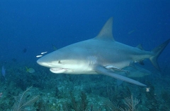 Bull Shark (Carcharhinus leucas) Bull Shark (Carcharhinus leucas)