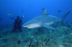 Bull Shark (Carcharhinus leucas) Bull Shark (Carcharhinus leucas)