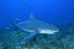 Bull Shark (Carcharhinus leucas) Bull Shark (Carcharhinus leucas)