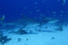 Tiger Shark (Galeocerdo cuvier) Tiger Shark (Galeocerdo cuvier)