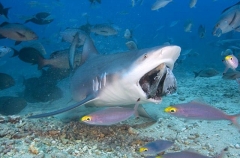 Bull Shark (Carcharhinus leucas)