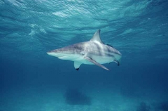 Blacktip Shark (Carcharhinus limbatus) Blacktip Shark (Carcharhinus limbatus)