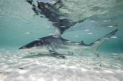 Blacktip Shark (Carcharhinus limbatus) Blacktip Shark (Carcharhinus limbatus)