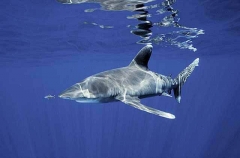 Oceanic Whitetip Shark (Carcharhinus longimanus) Oceanic Whitetip Shark (Carcharhinus longimanus)