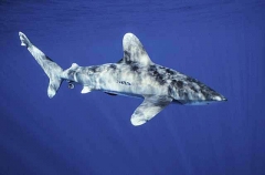 Oceanic Whitetip Shark (Carcharhinus longimanus)