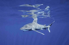 Oceanic Whitetip Shark (Carcharhinus longimanus)