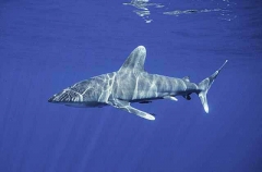 Oceanic Whitetip Shark (Carcharhinus longimanus)