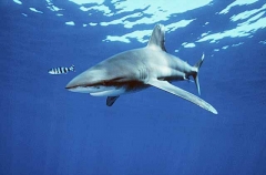 Oceanic Whitetip Shark (Carcharhinus longimanus)