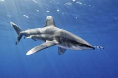 Oceanic Whitetip Shark (Carcharhinus longimanus)