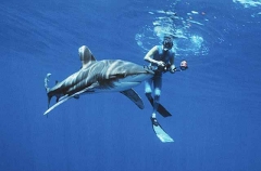 Oceanic Whitetip Shark (Carcharhinus longimanus)