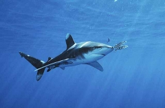Oceanic Whitetip Shark (Carcharhinus longimanus)